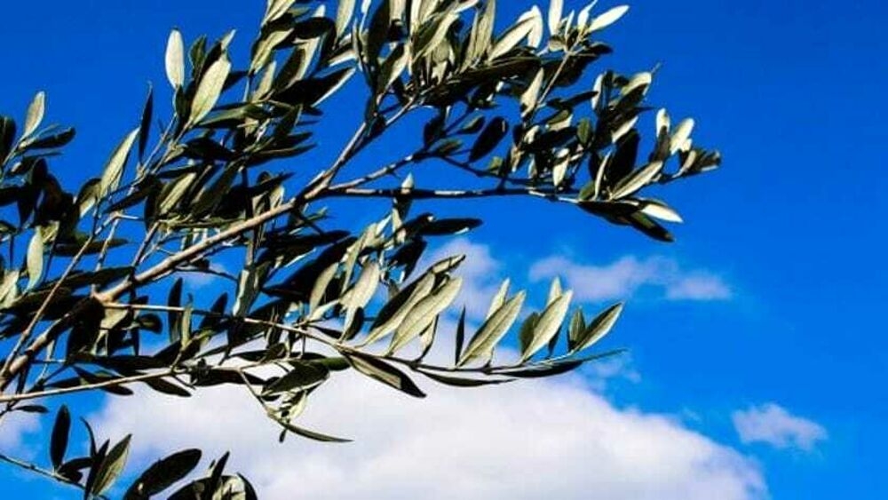Compimenti