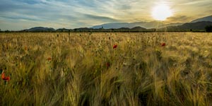 commento 23-07-17