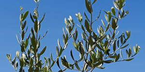 commento 14-04-19